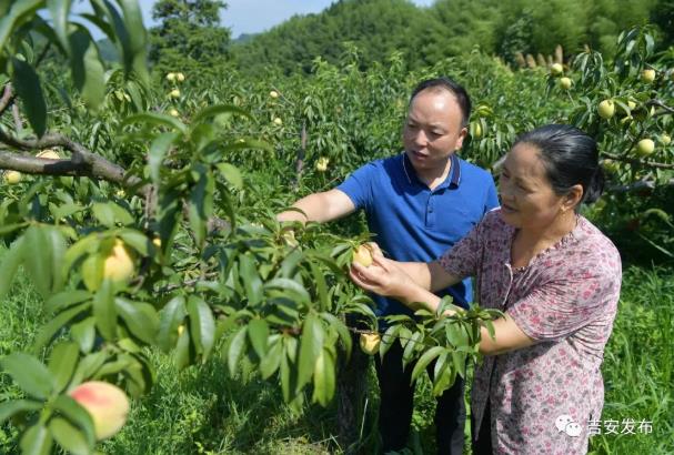 神山村村民彭夏英(右)在自家的黃桃果園內(nèi)查看黃桃生長(zhǎng)情況