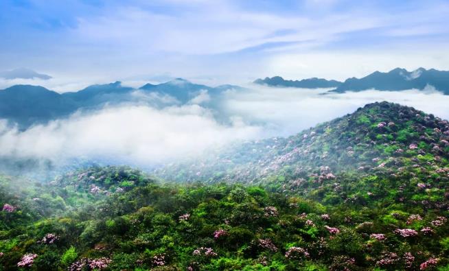 關(guān)于開通井岡山江西坳景區(qū)賞杜鵑花旅游專線的公告