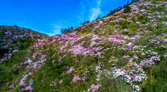 云賞杜鵑紅 井岡山第十三屆（云上）杜鵑花節(jié)開幕