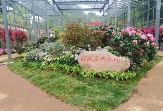 4月1日井岡山映山紅霞景區(qū)開園！萬(wàn)畝杜鵑花海等你來(lái)打卡，附賞花攻略與常見問題